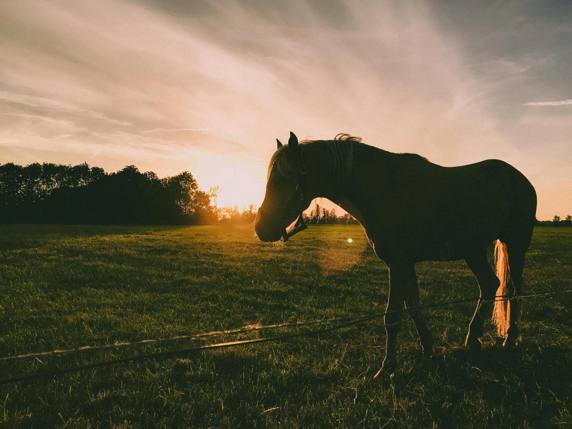 Farm & Large-Animal Vets near Bluffton