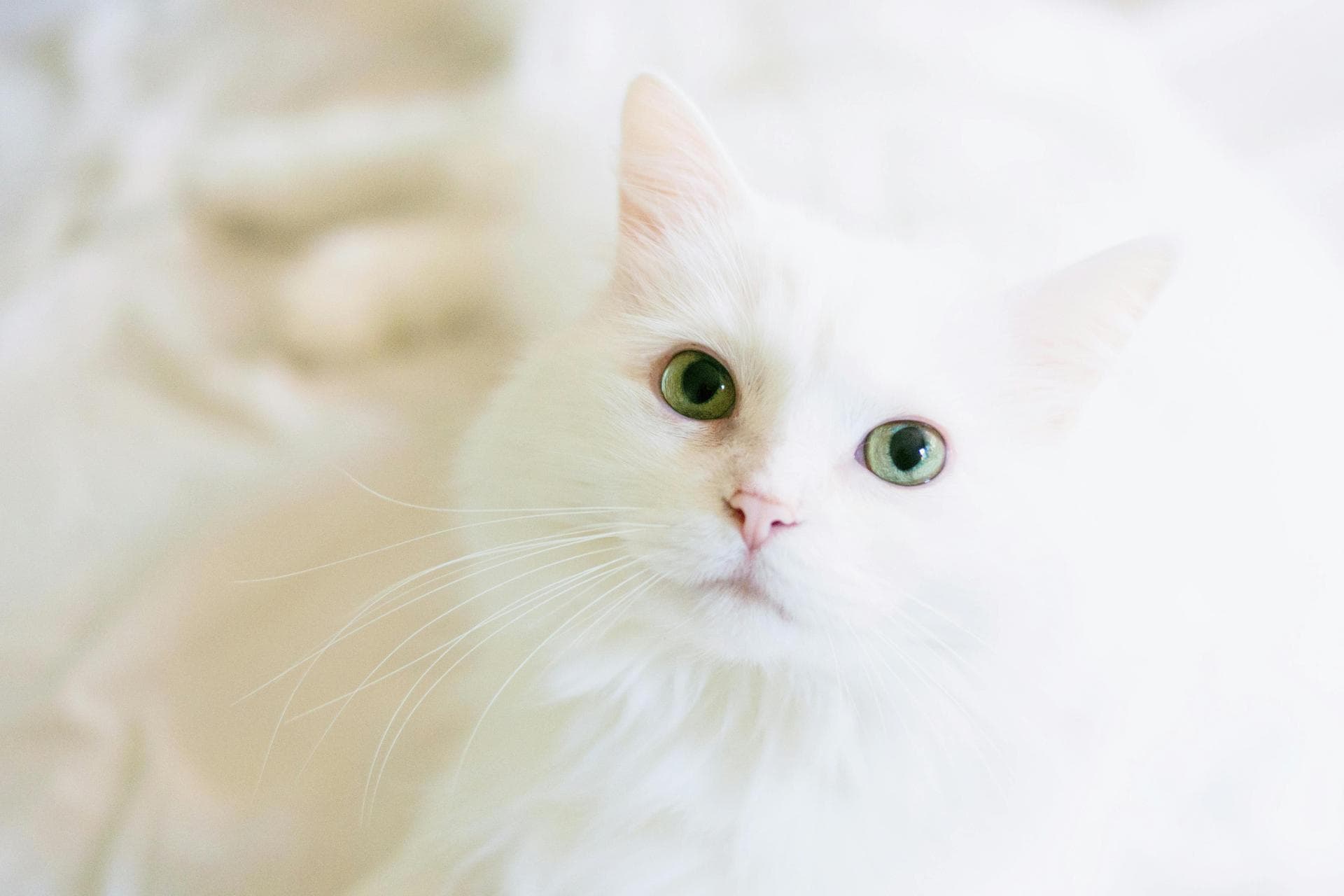 Dog & Cat Vets in Bluffton